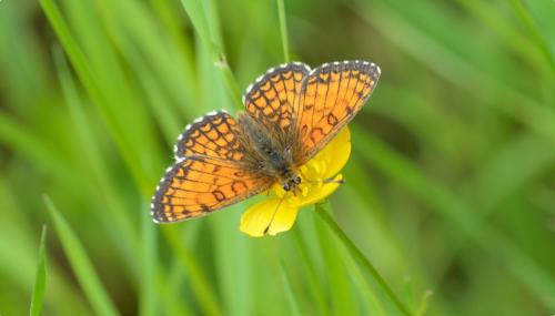 Melitaea parthenoides